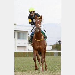 昨年の京都牝馬S以来の勝利を目指すレッツゴードンキ