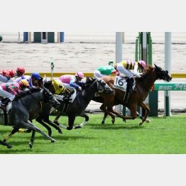 前走は新潟千二勝ち