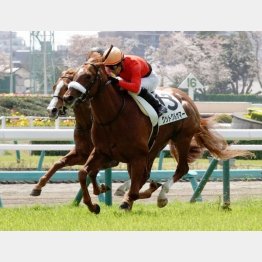 未勝利勝ちは中山マイル