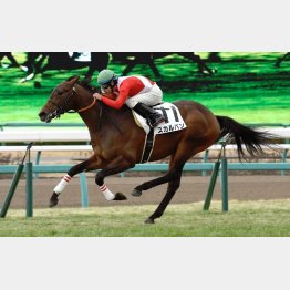 このコースで新馬勝ち