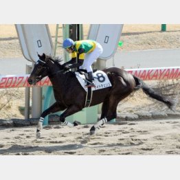 中山千八で新馬勝ち