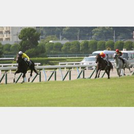 前走は上がり34秒5で②着(右から2頭目がカフジ)