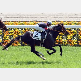 既走馬相手の未勝利戦を完勝