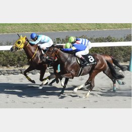 ②着惜敗の鋸山特別