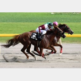 瀬波温泉特別は鼻差接戦