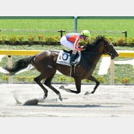 トーホウはこの舞台で未勝利勝ち