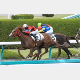藤岡は現級勝ちのあるアシャカリアンを猛プッシュ