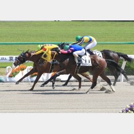 今年5月の京都で五百万勝ち