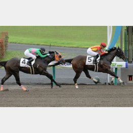 前走勝ちは優秀