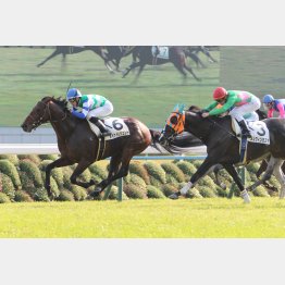 昨秋はこのコースで五百万勝ち