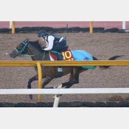 今週のCウッドで1F11秒5をマークしたサラキアが本線