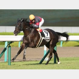 五百万を圧勝して勢いに乗るダンサール