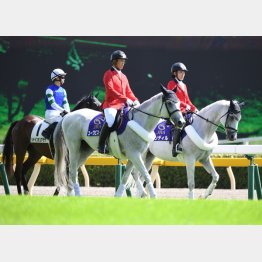 おとなしく落ち着いている馬だけがなれる