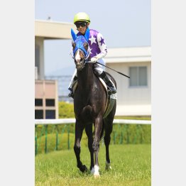 ハンデ51㌔も魅力
