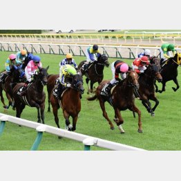 前走は格上挑戦で首差②着