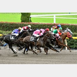 昨秋、同条件の西湖特別で勝ち馬と鼻差②着