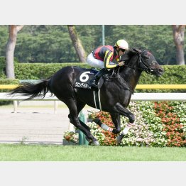 前走は楽勝だった