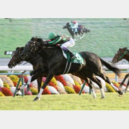 2戦目に京都2歳S勝ち
