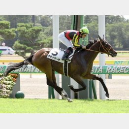 未勝利は2馬身差V