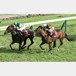 4歳秋初戦は成長した姿で快勝