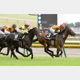江の島特別を快勝