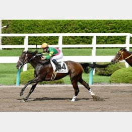 ダート転向で2連勝