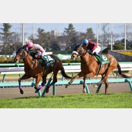 中山牝馬S勝ちなど千八は5戦5連対