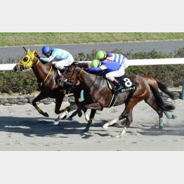 鋸山特別で2連勝