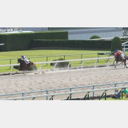 前走は流して10馬身差