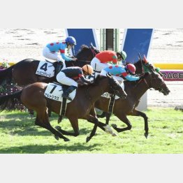 前走は鼻、首差