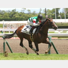 デビュー戦がハイレベル