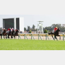 新馬戦は圧巻の内容
