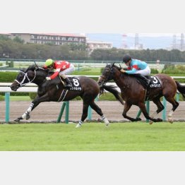 瀬戸内海特別は半馬身差②着