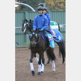 母は米最優秀短距離牝馬