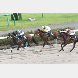 ラジオ日本賞で年長馬を一蹴