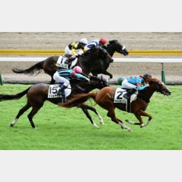 五百万を快勝して勢いに乗るマルーンエンブレムに昇級の壁なし