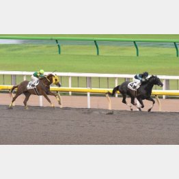 同じ東京マイルで五百万条件を圧勝