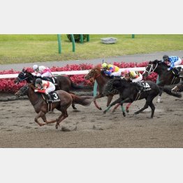 田辺で鮮やかな差し切りを決めた京葉S