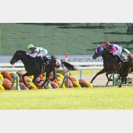 久々だった桂川Sを快勝