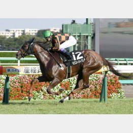 2走前はこのコースで圧勝