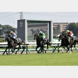 アスター賞はノームコアの②着