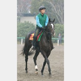 血統面もぴったり