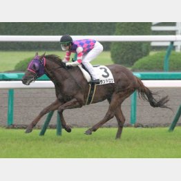 五百万を5馬身差の圧勝