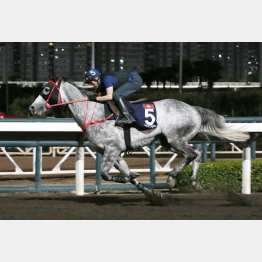 調教でも素軽い動きを見せたフィフティーフィフティー