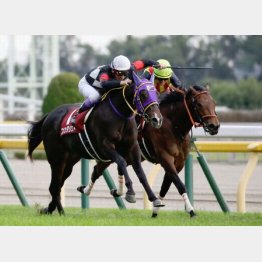 前走京王杯2歳Sを制して重賞2連勝