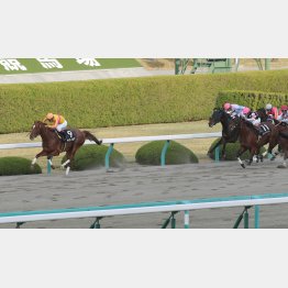 久々の前走を完勝