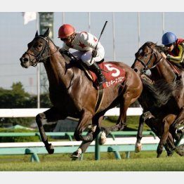 昨秋のセントライト記念では一瞬の鋭い脚を繰り出して快勝
