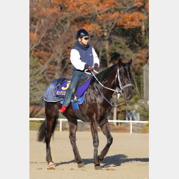 新種牡馬ベルシャザールの産駒