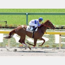 未勝利は逃げ切って2馬身半差