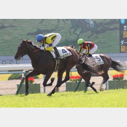 デビュー戦は若さをのぞかせながらも快勝